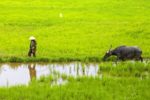 Erleben Sie das ländliche Leben in Mai Chau